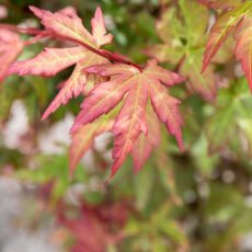 5023242325095 1 Acer palmatum Redwine.jpg